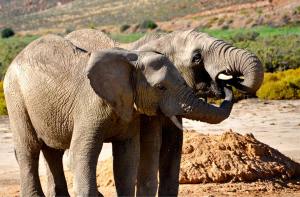 Elephant in Aquila Reserve. (Al Moore)